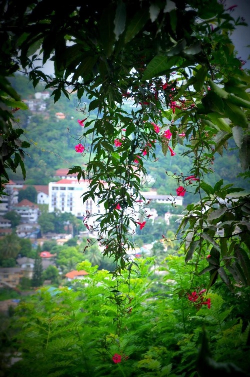 Jaya Tomodachi image 29